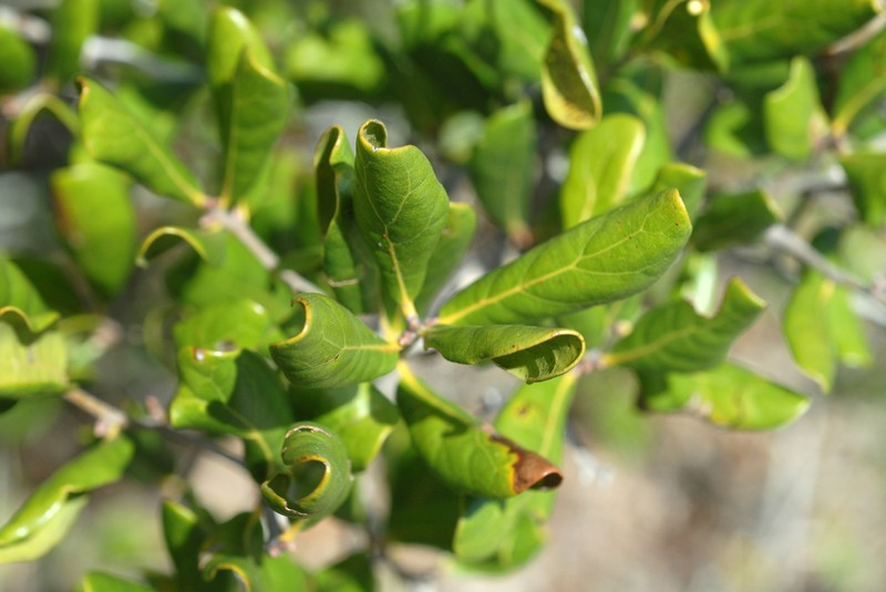 Sandhill Oak photo 2