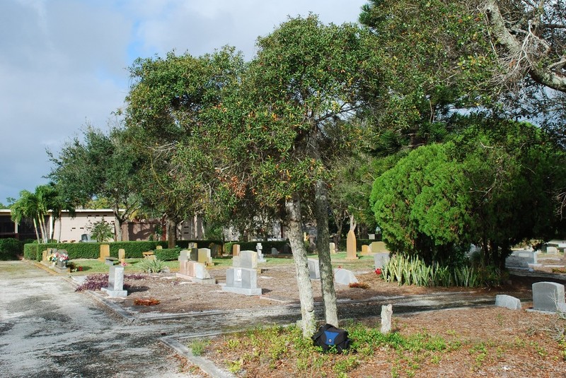 Sandhill Oak photo 3