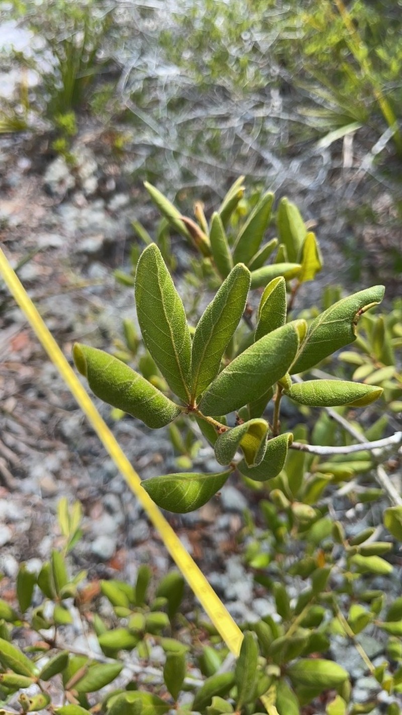 Sandhill Oak photo 4