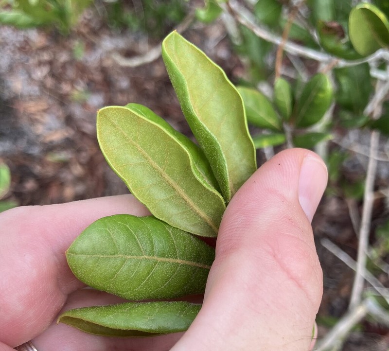 Sandhill Oak photo 5