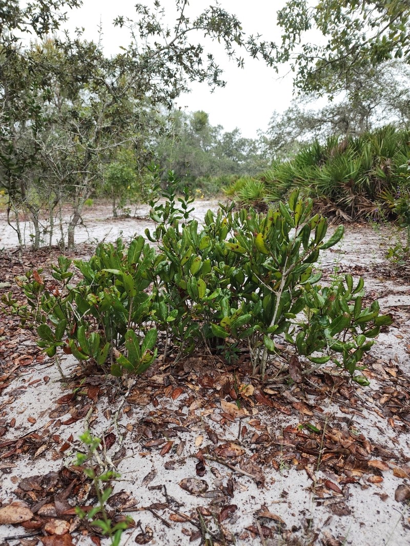 Sandhill Oak photo 6