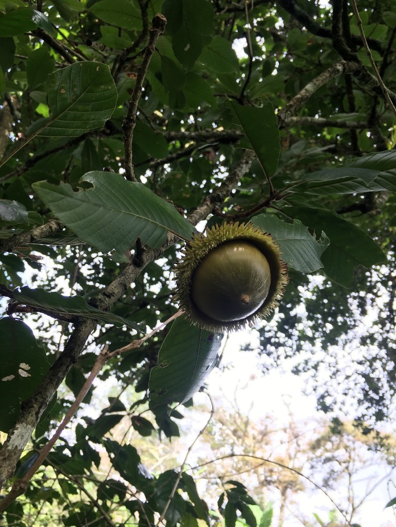 Quercus insignis photo 2