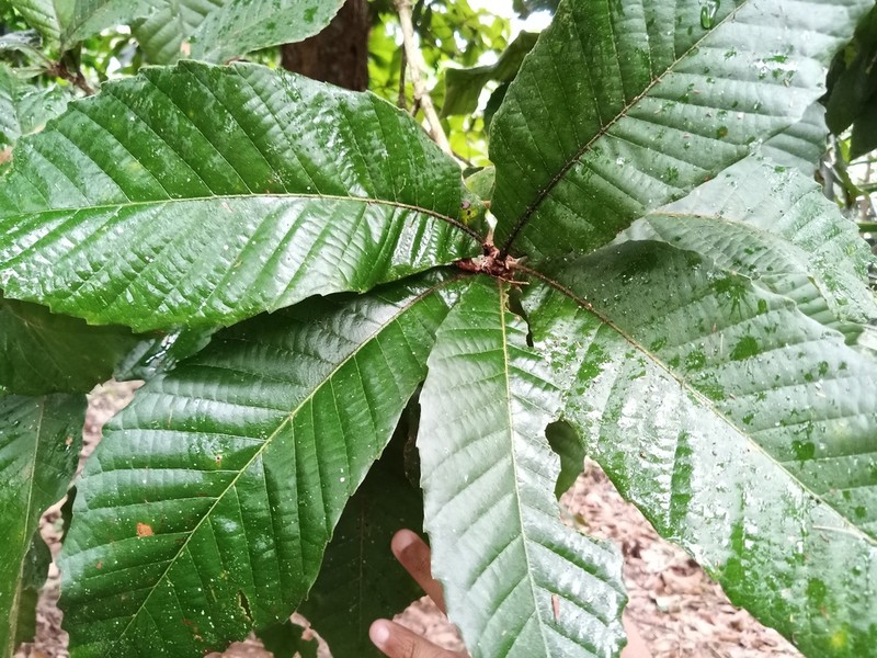 Quercus insignis photo 3