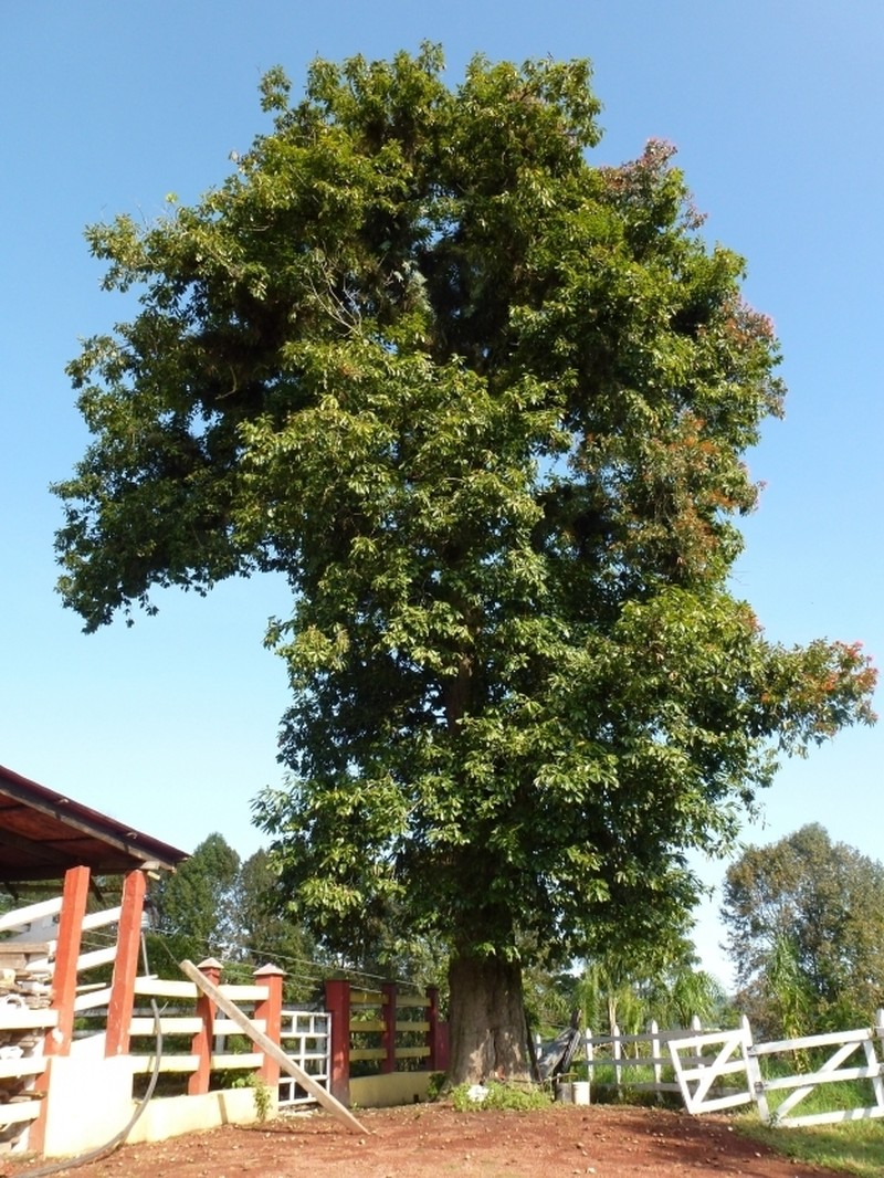 Quercus insignis photo 4