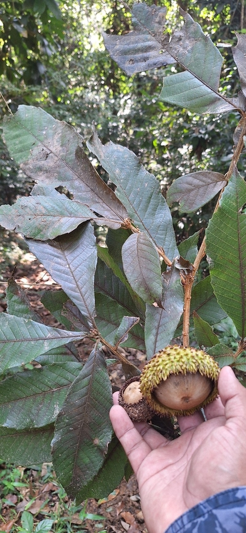 Quercus insignis photo 5