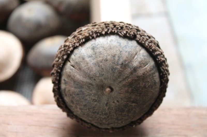 Quercus insignis photo 6