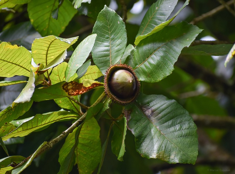 Quercus insignis photo 7