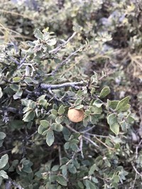 Dwarf Oak