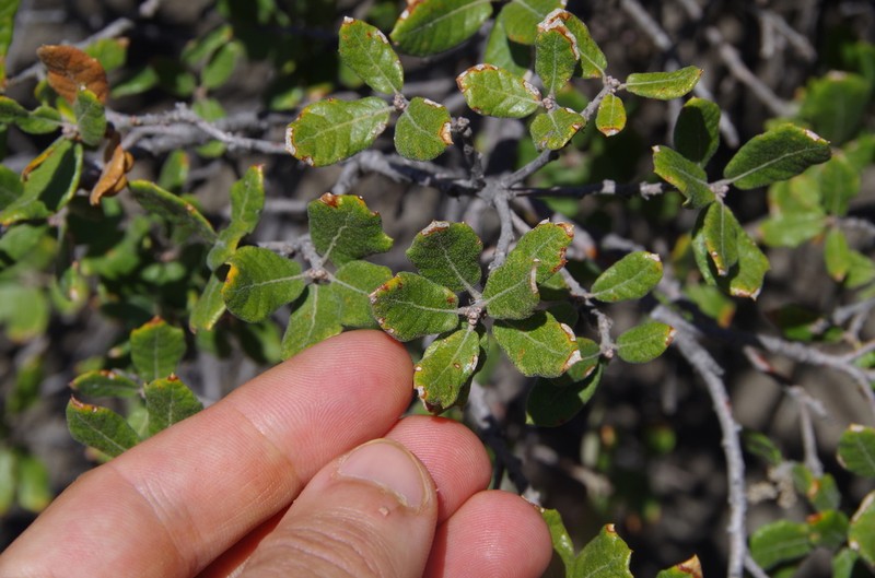 Dwarf Oak photo 3