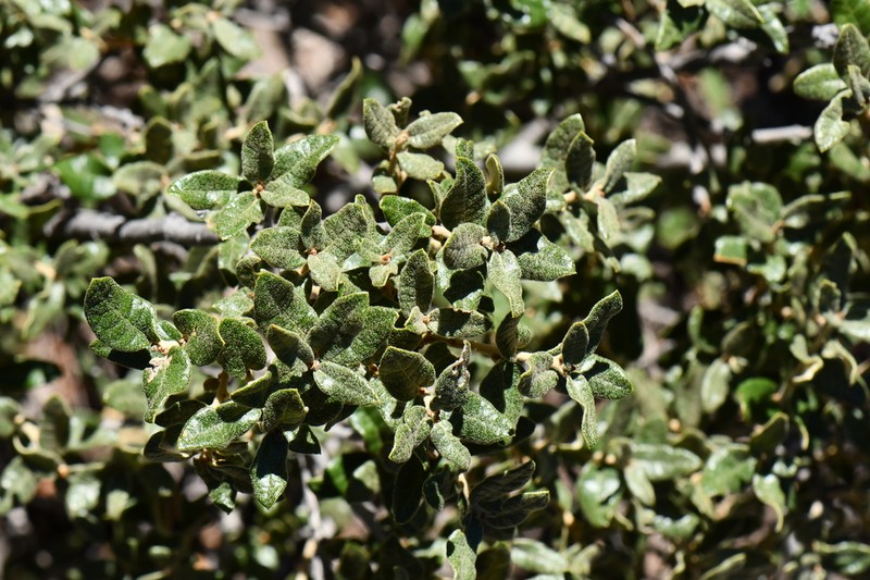 Dwarf Oak photo 4