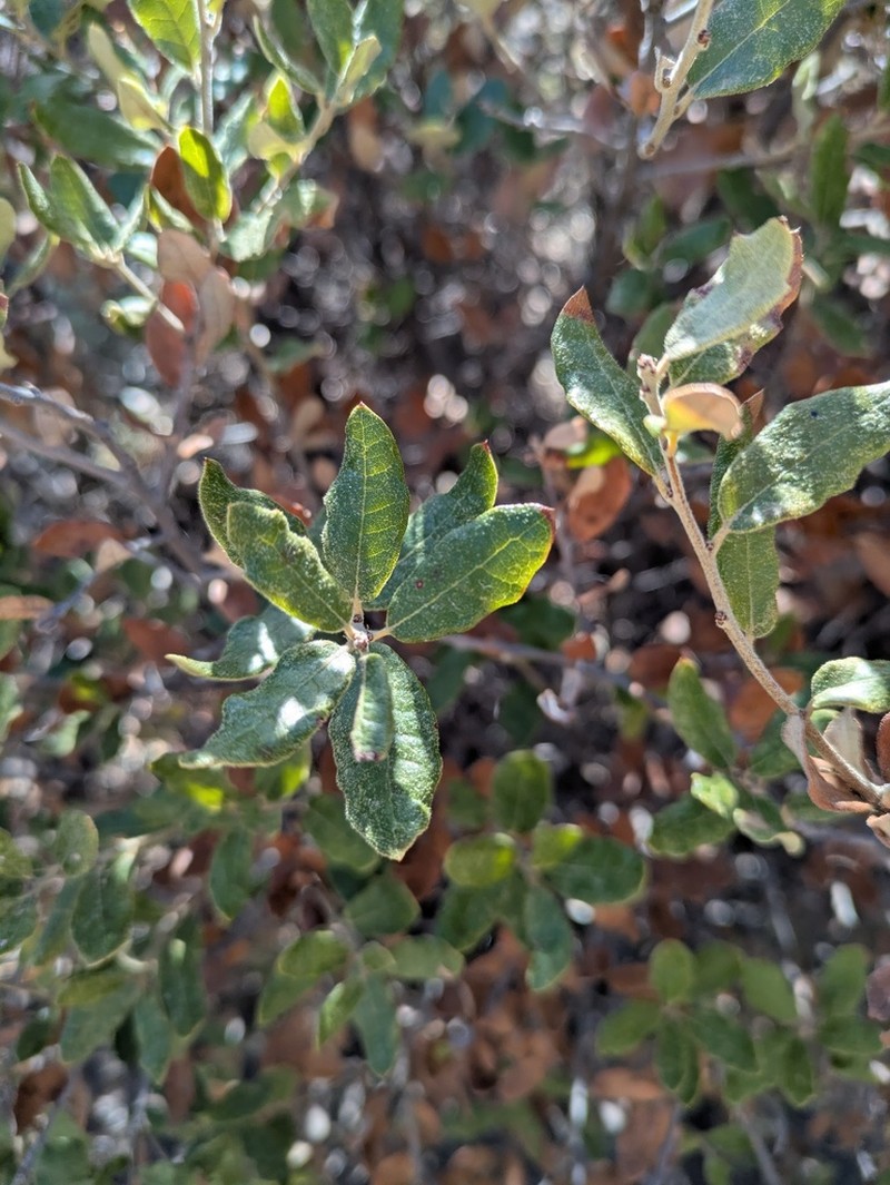 Dwarf Oak photo 5