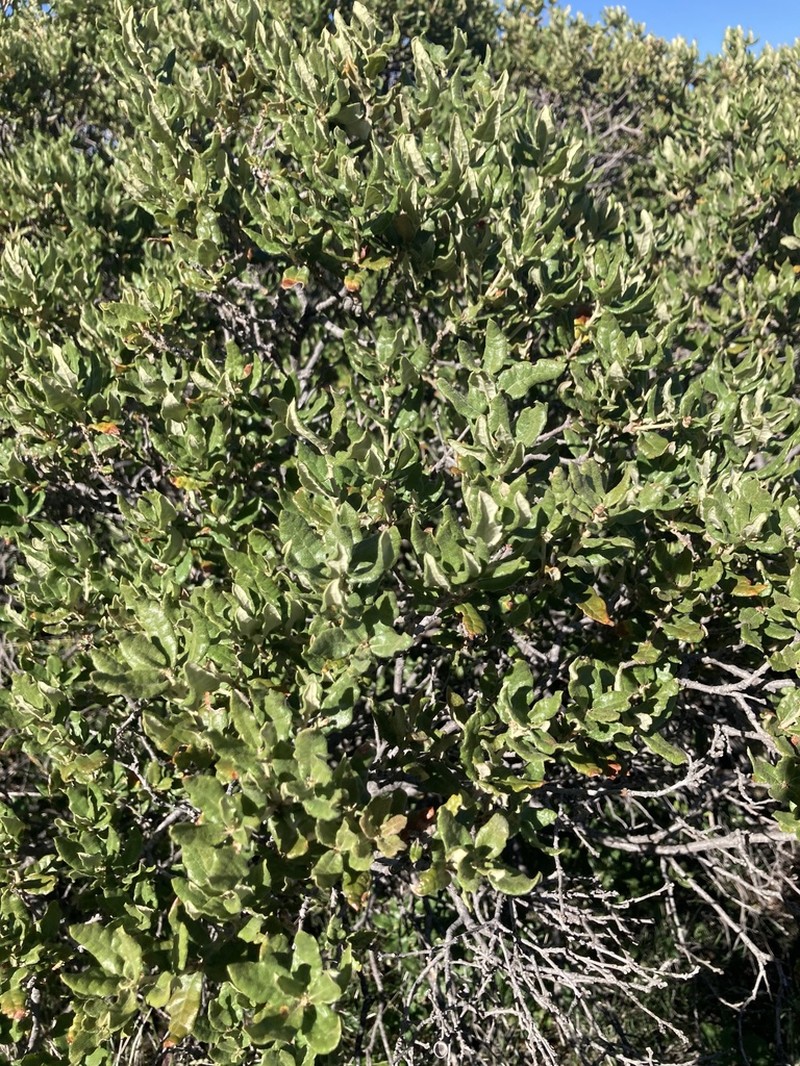 Dwarf Oak photo 6