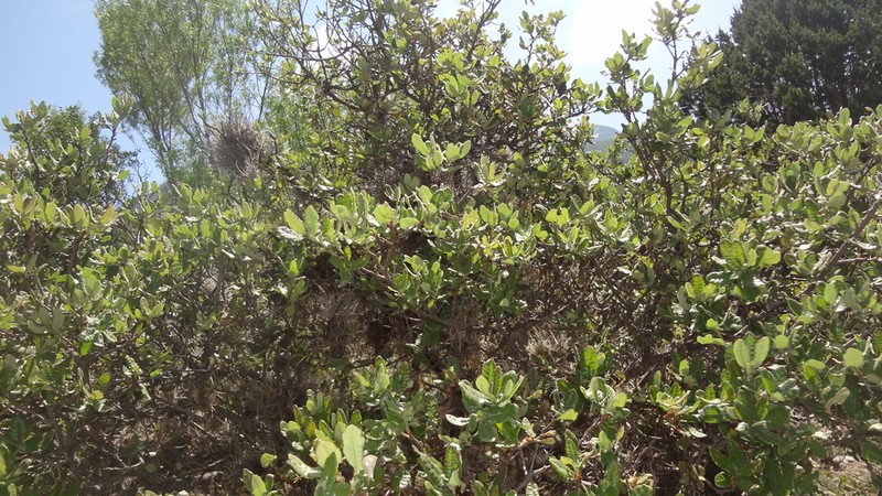 Dwarf Oak photo 7
