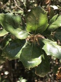 Quercus invaginata