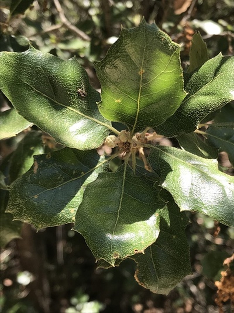Quercus invaginata