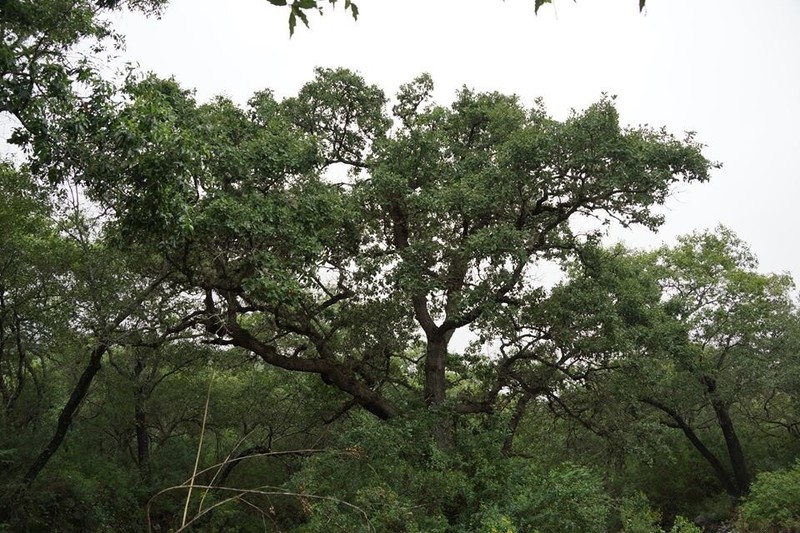 Quercus invaginata photo 2