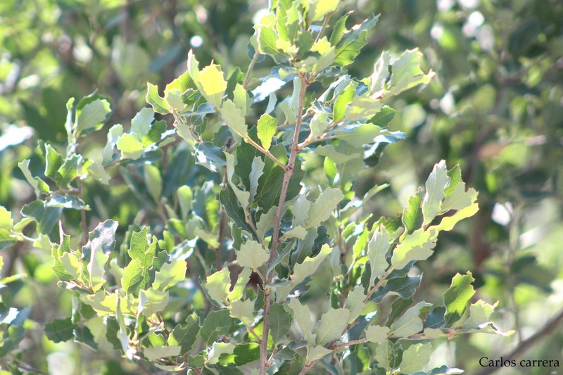 Quercus invaginata photo 3