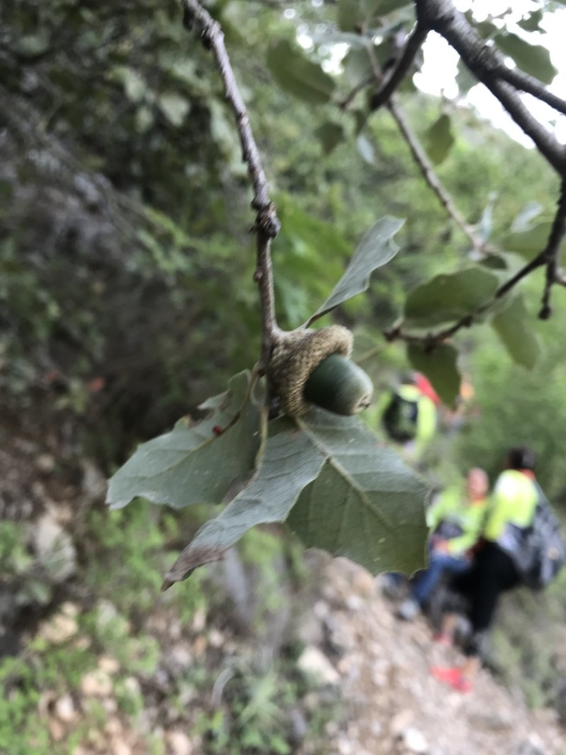 Quercus invaginata photo 4