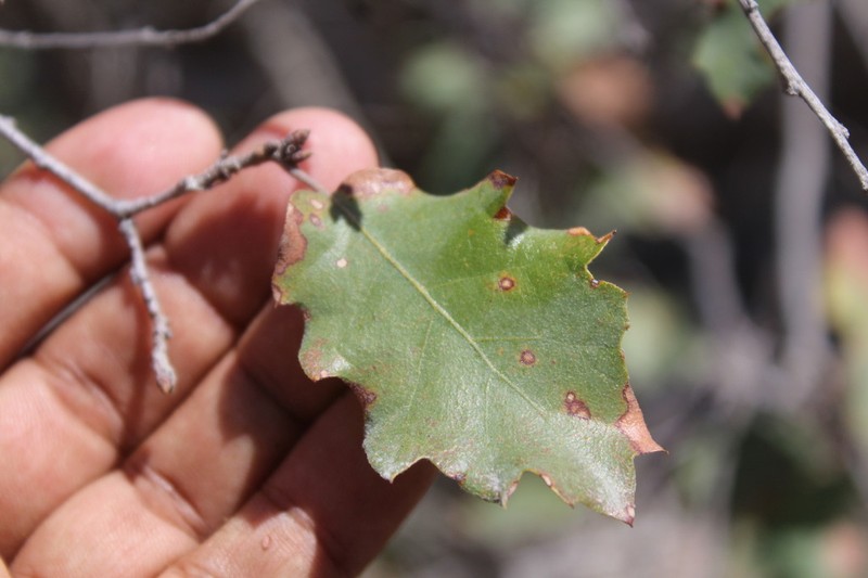Quercus invaginata photo 5