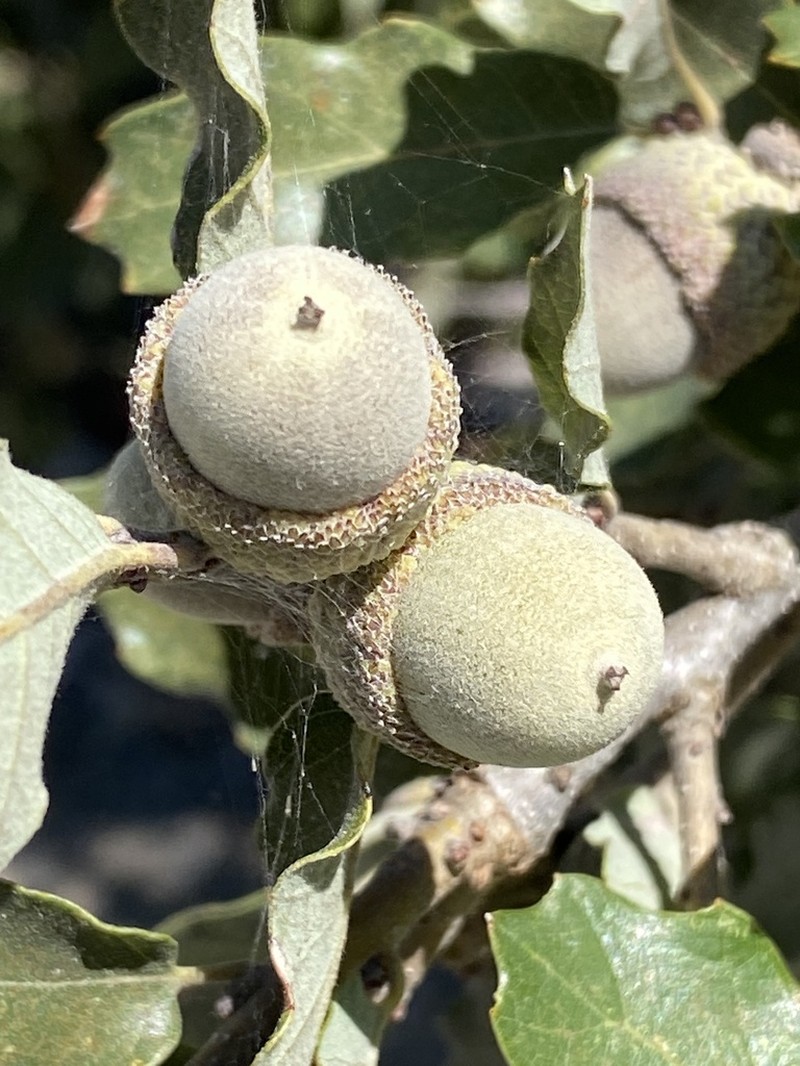 Quercus invaginata photo 6