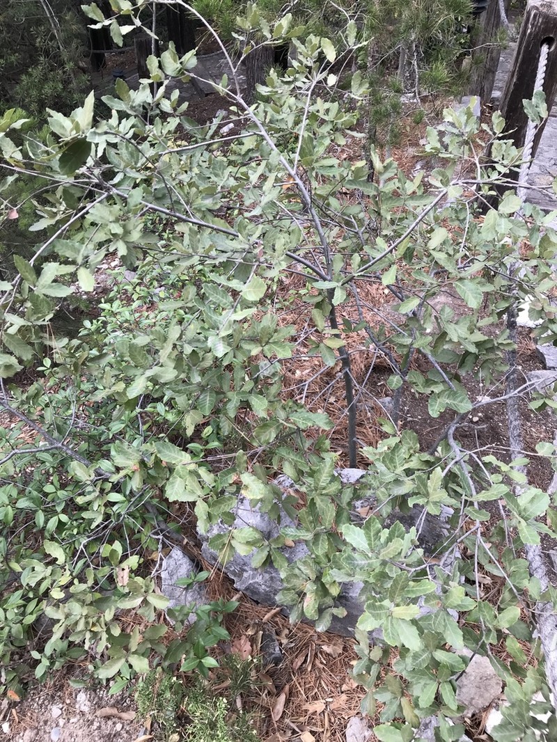 Quercus invaginata photo 7