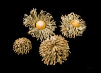 Quercus ithaburensis
