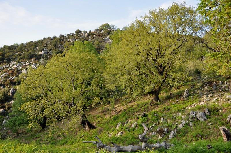 Quercus ithaburensis photo 2