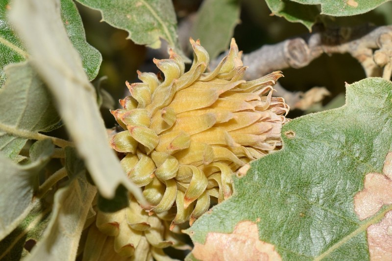 Quercus ithaburensis photo 3