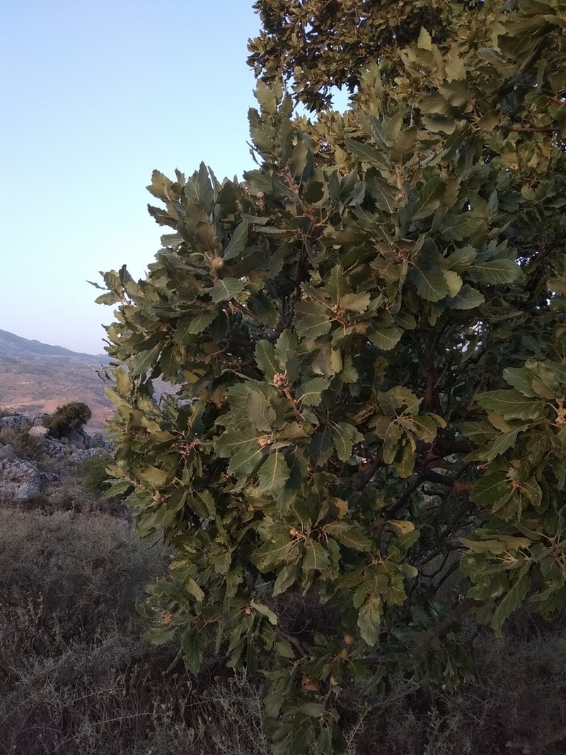 Quercus ithaburensis photo 4