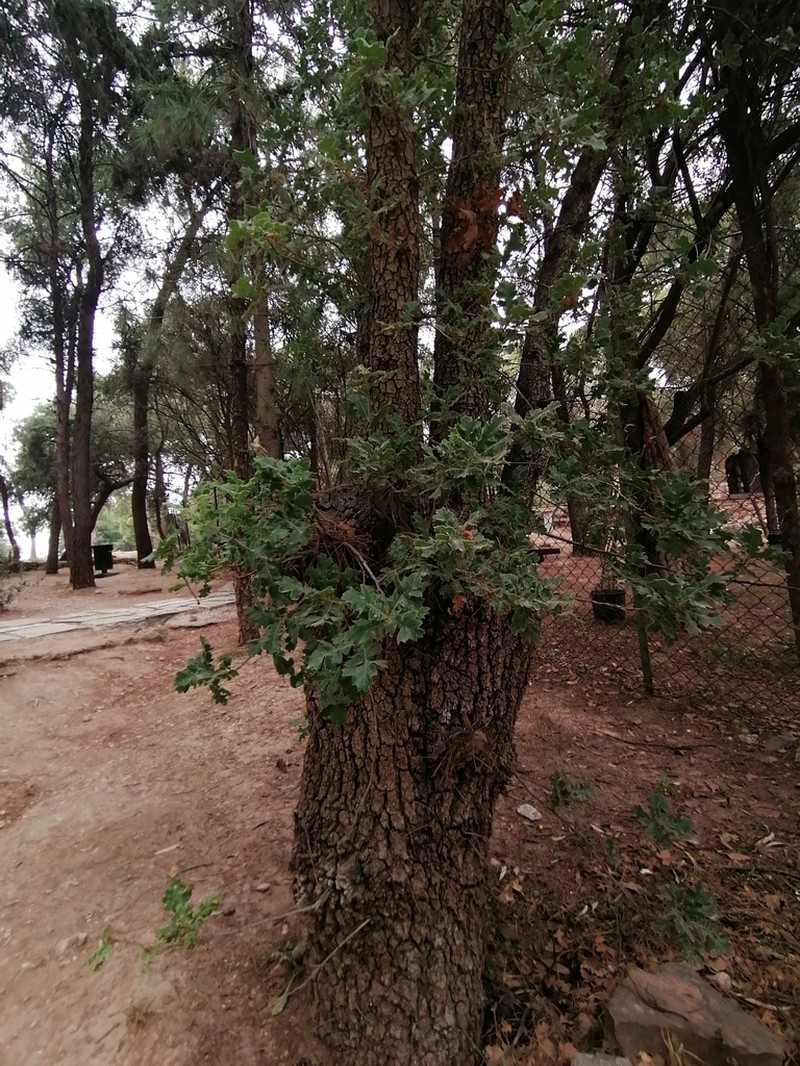 Quercus ithaburensis photo 5