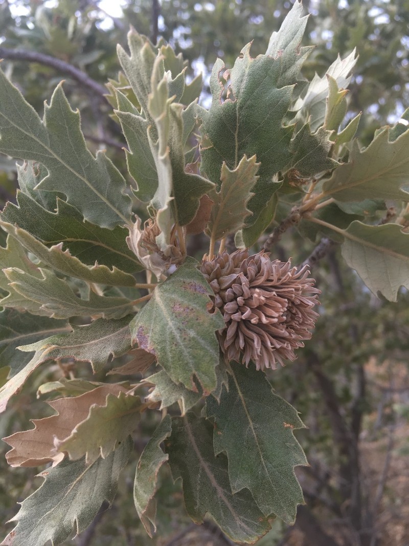 Quercus ithaburensis photo 6