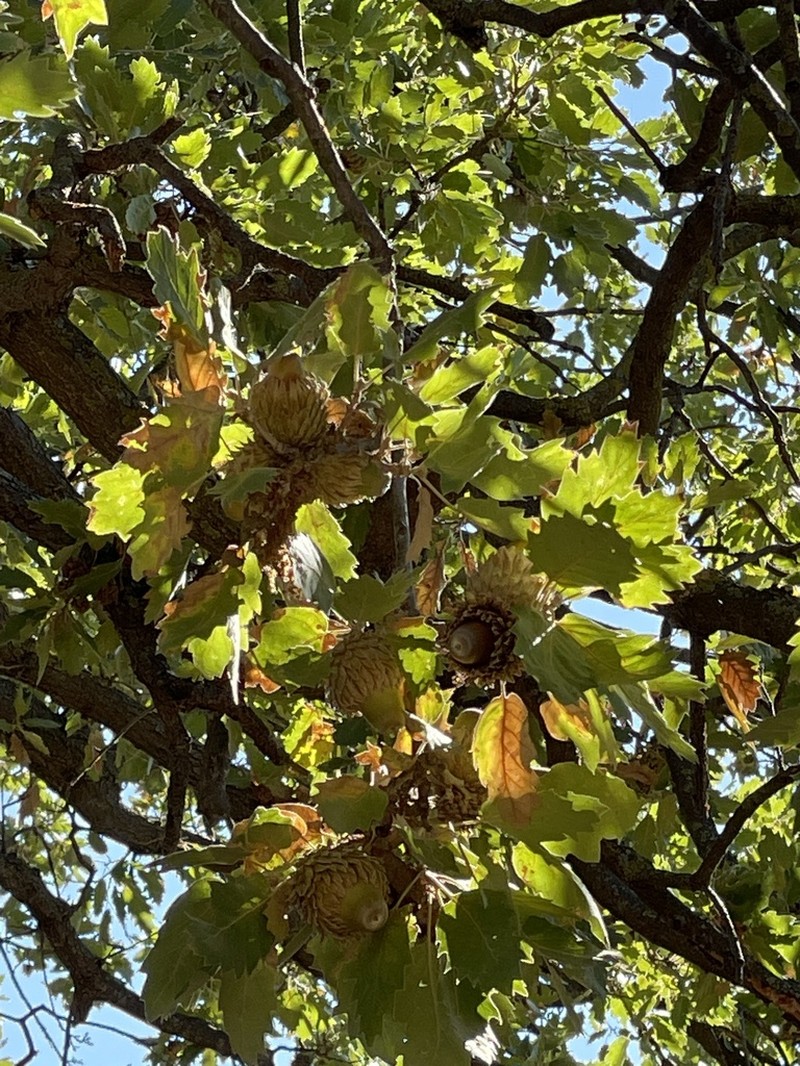 Quercus ithaburensis photo 7