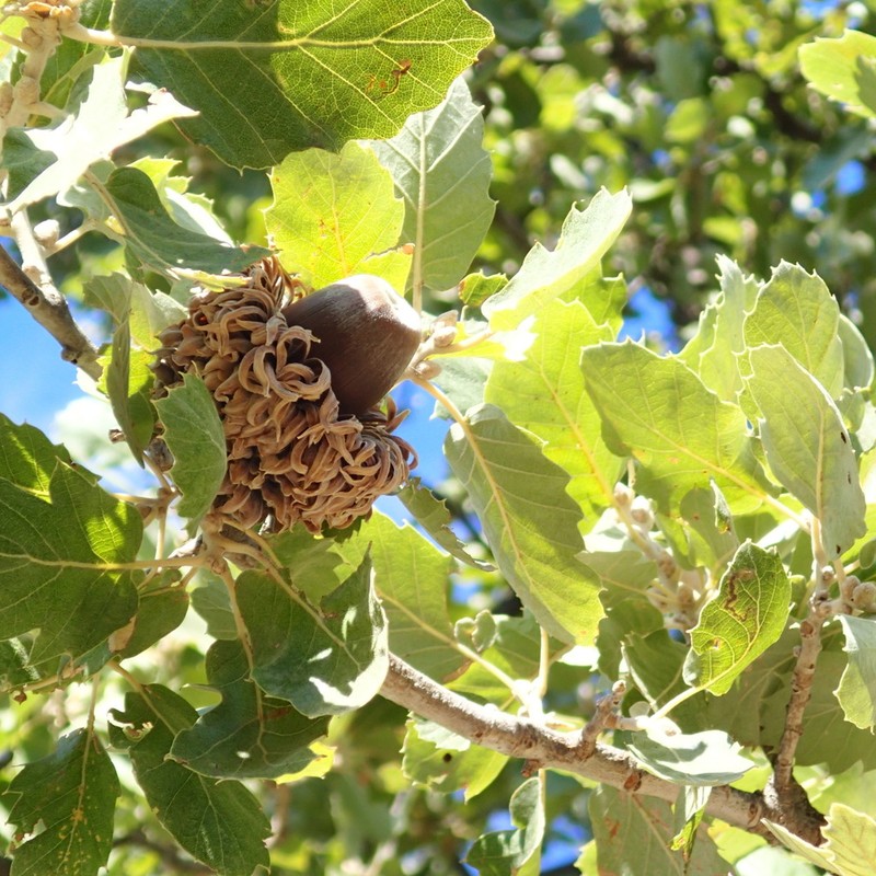 Quercus ithaburensis photo 8