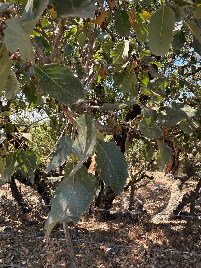 Quercus ithaburensis subsp. ithaburensis