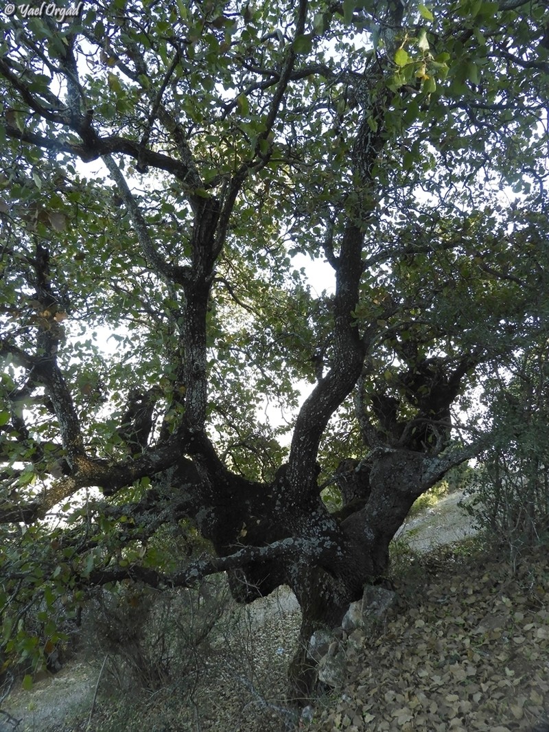 Quercus ithaburensis subsp. ithaburensis photo 2
