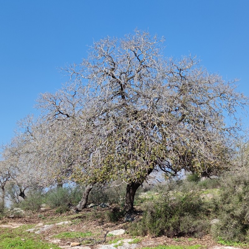 Quercus ithaburensis subsp. ithaburensis photo 4