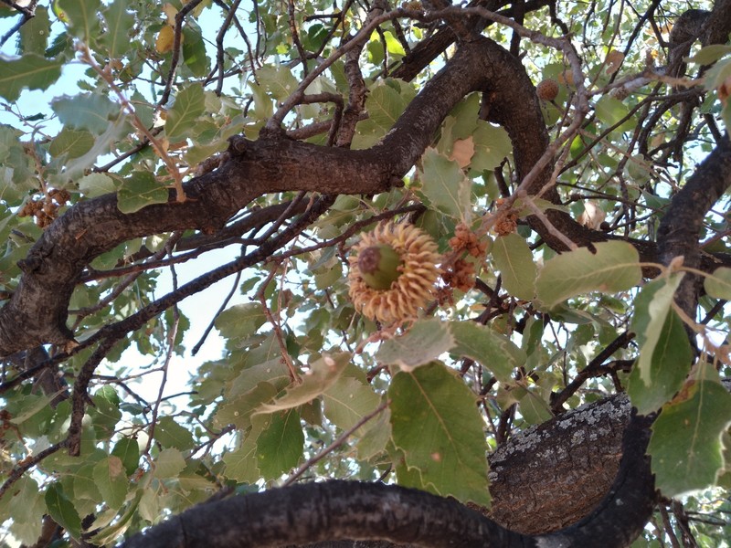 Quercus ithaburensis subsp. ithaburensis photo 5