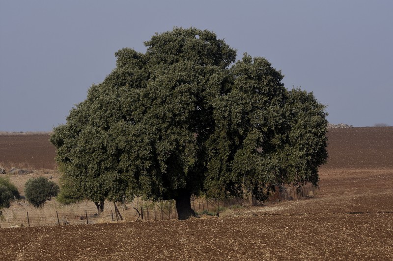 Quercus ithaburensis subsp. ithaburensis photo 6