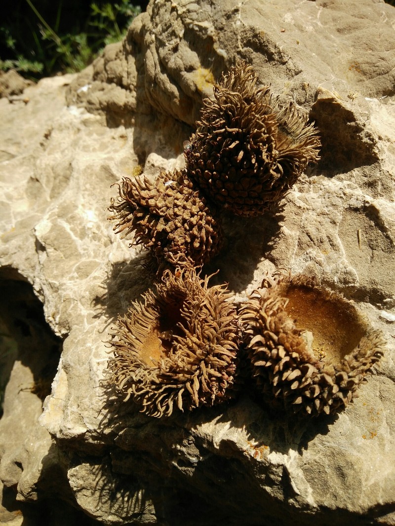 Quercus ithaburensis subsp. ithaburensis photo 7