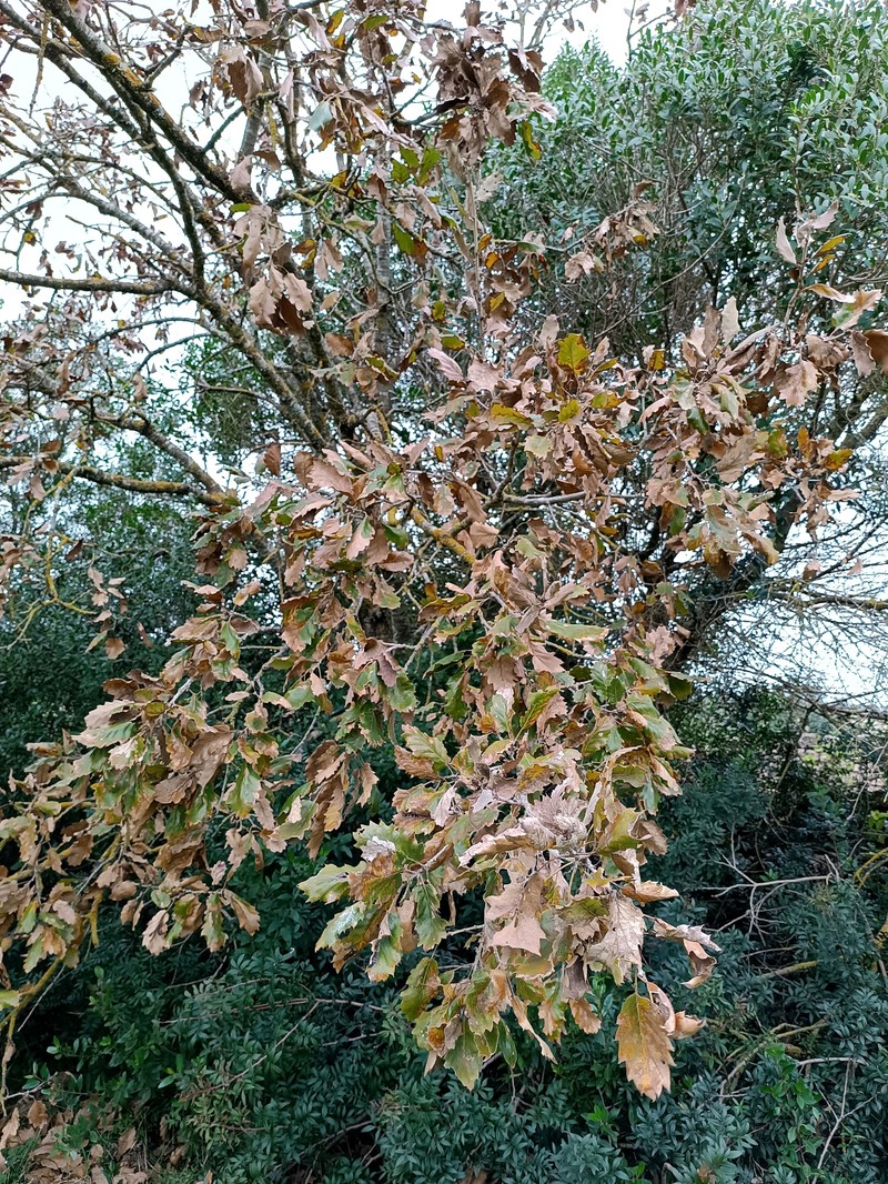 Vallonea Oak photo 4