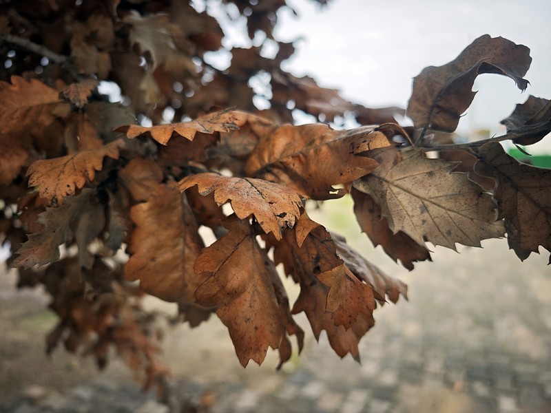 Vallonea Oak photo 5