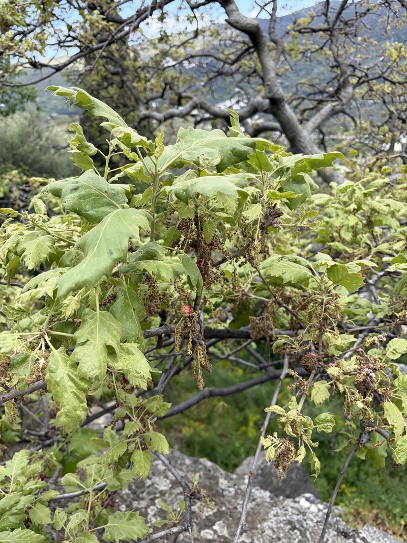 Vallonea Oak photo 6