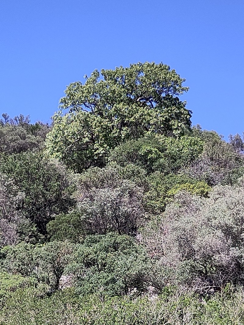 Vallonea Oak photo 7