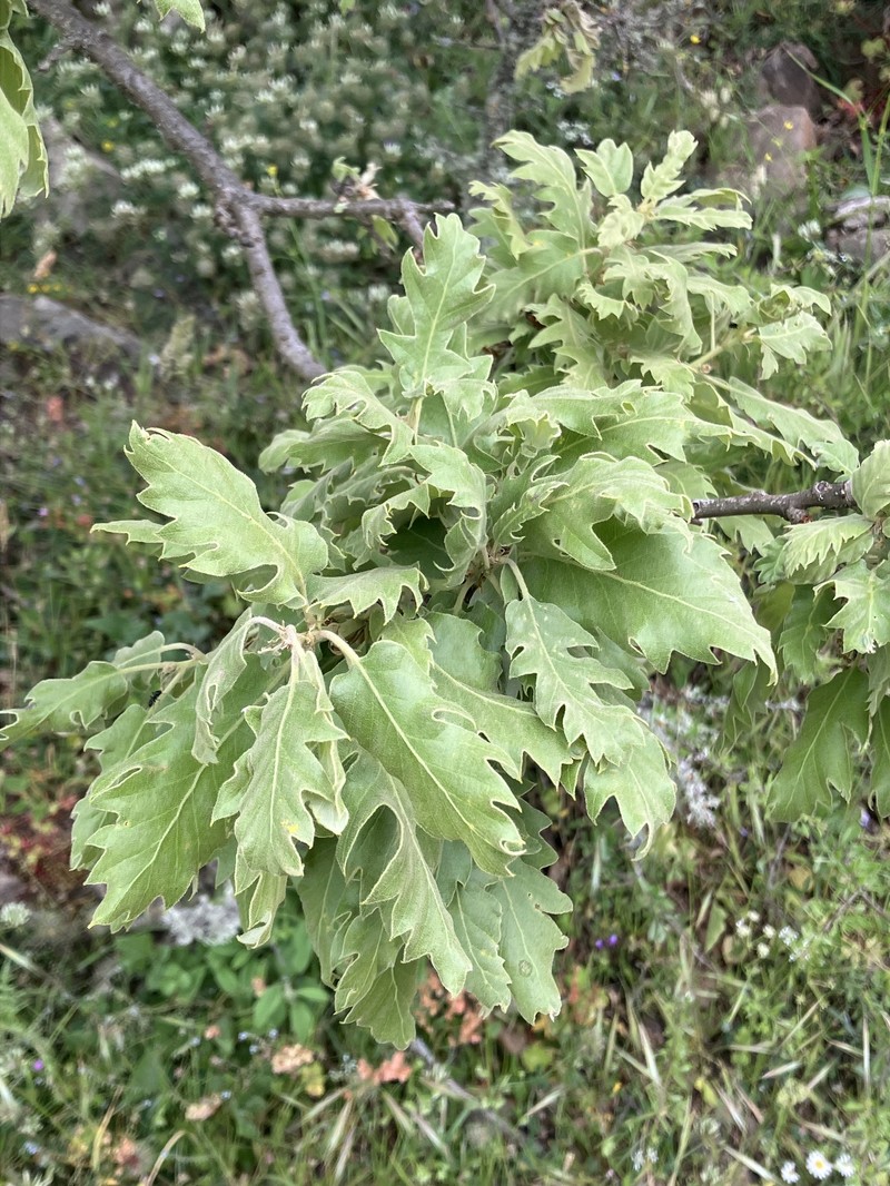 Vallonea Oak photo 8