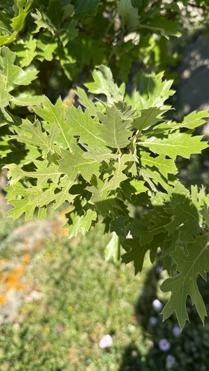 Vallonea Oak photo 9