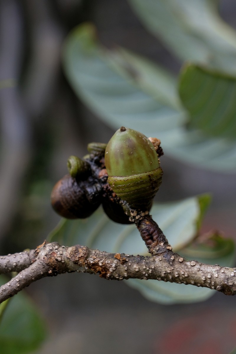 Quercus jenseniana