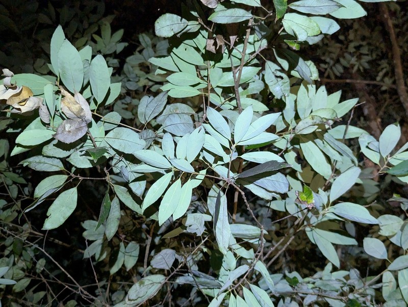 Quercus jenseniana photo 2