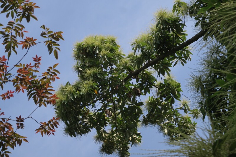 Quercus jenseniana photo 3