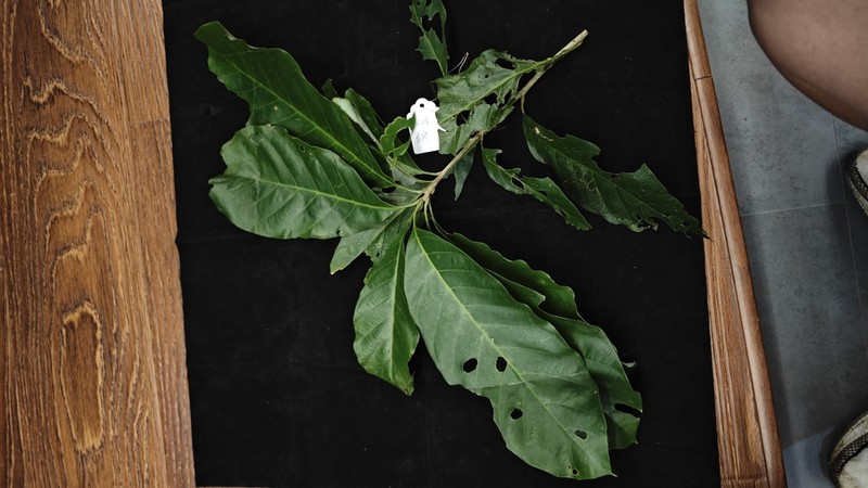 Quercus jenseniana photo 4