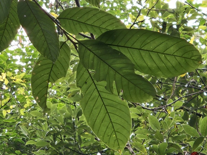 Quercus jenseniana photo 5